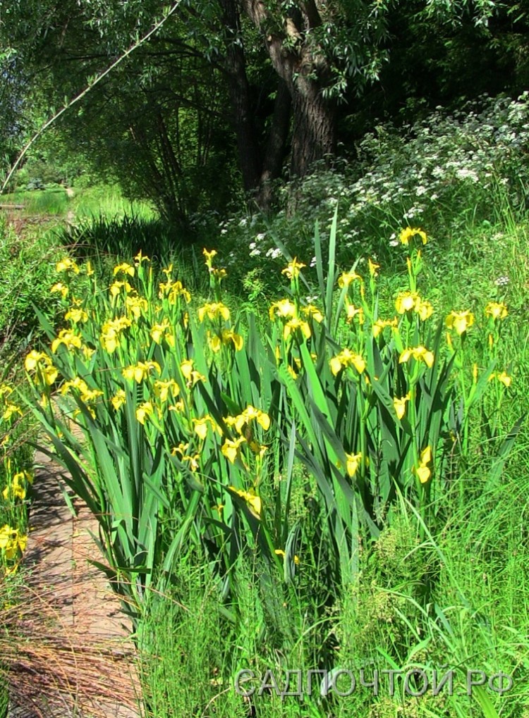 Ирис болотный, Iris pseudacorus 