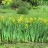 Ирис болотный, Iris pseudacorus  - Ирис болотный, Iris pseudacorus 