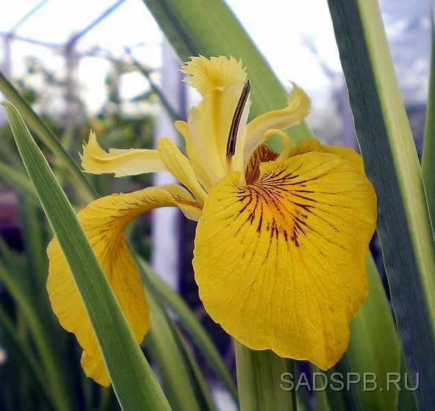 Ирис болотный, Iris pseudacorus 