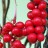 Лимонник китайский, Schizandra chinensis, набор из 3 растений - Schizandra_chinensis_berryes.pgvfia.jpg