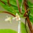 Лимонник китайский, Schizandra chinensis, набор из 3 растений - Schizandra_chinensis_flowers_2jnwsuc.jpg
