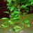 Лимонник китайский, Schizandra chinensis, набор из 3 растений - Schizandra_chinensis_flowers_3uae3.jpg