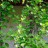 Лимонник китайский, Schizandra chinensis, набор из 3 растений - Schizandra_chinensis_flowers_h7md.jpg