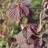 Лещина обыкновенная (орешник), форма с пурпурной листвой - Сorylus avellana v. atropurpurea