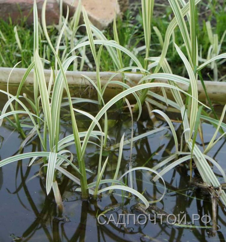Манник водный, пестролистный, “Variegata”, 3 растения Красивый пестролистный многолетник, который можно использовать в сырых местах и как прибрежное растение для водоемов.
- Высота около 50 - 70 см. 
- Может расти как на мелководье, так и на суше.
- Быстро разрастается.

