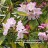 Рододендрон крупнейший, Rhododendron maximum (macrophyllum) - Рододендрон крупнейший, Rhododendron maximum (macrophyllum), фото Винярского Дмитрия с сайта flower.onego.ru