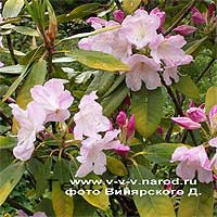 Рододендрон крупнейший, Rhododendron maximum (macrophyllum)