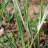 Фалярис или двукисточник тростниковый, Phalaris arundinacea, пестролистная форма - Phalaris_arundinacea.jpg