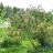 Аморфа кустарниковая, Amorpha fruticosa - Аморфа кустарниковая, Amorpha fruticosa, куст