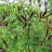 Аморфа кустарниковая, Amorpha fruticosa - Аморфа кустарниковая, Amorpha fruticosa, цветущий куст