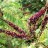 Аморфа кустарниковая, Amorpha fruticosa - Аморфа кустарниковая, Amorpha fruticosa, цветы