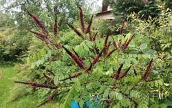 Аморфа кустарниковая, Amorpha fruticosa