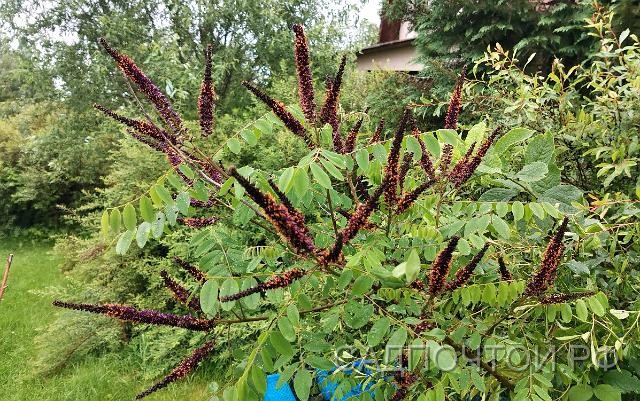 Аморфа кустарниковая, Amorpha fruticosa Красивоцветущий кустарник с ажурной листвой, напоминающей листву акации. Интересна как изящное и очень быстро растущее растение. - Цветки фиолетово-синие в пирамидальных метелках.- Листья крупные, до 30 см длины, ярко-зеленые. При растирании листьев можно ощутить запах эфирных масел. - Листья опускаются вниз на ночь и расправляются на свету.- Цветет амфора ежегодно и обильно, в июне. Соцветия фиолетово-синие с хорошо заметными, ярко-желтыми тычинками, длиной до 15 см.- Хорошо переносит стрижку.
