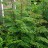 Аморфа кустарниковая, Amorpha fruticosa - Аморфа кустарниковая, Amorpha fruticosa, молодые растения.