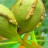 Кария сердцевидная, сеянцы зимостойкой формы, Carya cordiformis - Кария сердцевидная, Carya cordiformis, плоды. Фото с сайта - www.backyardnature.net