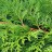 Кипарисовик горохоплодный, Chamaecyparis pisifera, местная, устойчивая форма - Кипарисовик горохоплодный, Chamaecyparis pisifera, местная, устойчивая форма, ветвь