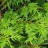 Кипарисовик горохоплодный, Chamaecyparis pisifera, местная, устойчивая форма - Кипарисовик горохоплодный, Chamaecyparis pisifera, местная, устойчивая форма.Ветви.
