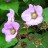 Малина душистая или малина-клен, Rubus odoratus - Малина душистая или малина-клен, Rubus odoratus, цветы.