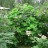 Малина душистая или малина-клен, Rubus odoratus - Малина душистая или малина-клен, Rubus odoratus