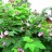 Малина душистая или малина-клен, Rubus odoratus - Малина душистая или малина-клен, Rubus odoratus, цветение.