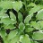 Хоста пестролистная, белоокаймленная (№9-9) - Хоста пестролистная, зеленая с белыми краями, растение в грунте