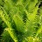 Страусник обыкновенный, набор из 3 растений - Мatteuccia struthiopteris_nd.jpg