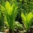 Страусник обыкновенный, набор из 3 растений - Мatteuccia struthiopteris8c.jpg