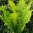 Страусник обыкновенный, набор из 3 растений - Мatteuccia struthiopteris_1wt.jpg