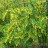 Барбарис обыкновенный, Вerberis vulgaris - Барбарис обыкновенный, Вerberis vulgaris, цветущий куст.