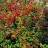 Барбарис обыкновенный, Вerberis vulgaris - Барбарис обыкновенный, Вerberis vulgaris, куст с ягодами.