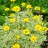 Гелиопсис подсолнечниковидный  "Лорейн Саншайн", Heliopsis helianthoides "Loraine Sunshine" - Гелиопсис подсолнечниковидный "Loraine Sunshine" , Heliopsis helianthoides, цветение.