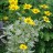 Гелиопсис подсолнечниковидный  "Лорейн Саншайн", Heliopsis helianthoides "Loraine Sunshine" - Гелиопсис подсолнечниковидный  "Лоран Саншайн", Heliopsis helianthoides "Loraine Sunshine". Цветущий куст.