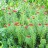 Родиола линейнолистная, Rhodiola linearifolia - Родиола линейнолистная, Rhodiola linearifolia, куртина.