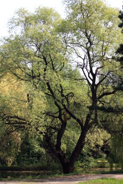 Ива гибридная "Фантазия", Salix blanda x S. alba 