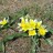 Тюльпан поздний (ботанический) или волосистотычинковый, Тulipa tarda = Тulipa dasystemon - Тюльпан поздний, или волосистотычинковый Тulipa tarda = Тulipa dasystemon, цветение