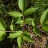 Бархат японский, Phellodendron japonicum - Бархат японский, Phellodendron japonicum, листья.