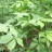 Акантопанакс или элеутерококк сидячецветковый (Целебник, Стосил), Acanthopanax sessiliflorus - Акантопанакс или элеутерококк сидячецветковый (Целебник, Стосил), Acanthopanax sessiliflorus листва