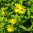 Подсолнечник мелкоголовчатый "Лемон Квин", Helianthus microcephalus "Lemon Queen" - Подсолнечник десятилепестный, Helianthus decapetalus "Lemon Queen", цветы.