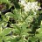 Бузина пестролистная, Sambucus variegata - Бузина пестролистная, Sambucus variegata