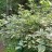Бузина пестролистная, Sambucus variegata - Бузина пестролистная, Sambucus variegata, ветви