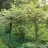 Бузина пестролистная, Sambucus variegata - Бузина пестролистная, Sambucus variegata, куст