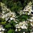 Гортензия метельчатая "Юник" ("Unique") - Hydrangea_paniculata_Unique_8.jpg