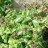Яснотка пятнистая или крапчатая "Розеум"  , Lamium maculatum "Roseum" - Яснотка пятнистая, Lamium maculatum