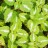 Яснотка пятнистая или крапчатая "Розеум"  , Lamium maculatum "Roseum" - Яснотка пятнистая, Lamium maculatum,  листья