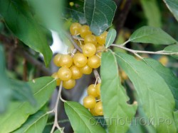 Лох зонтичный "Поинтилла Фортунелла", Elaeagnus umbellata "Pointilla Fortunella"