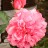Роза "Розариум Ютерсен", Rosa "Rosarium Uetersen" - Роза "Розариум Ютерсен", Rosa "Rosarium Uetersen", цветок.