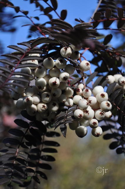 Рябина фрутесценс, Sorbus frutescens