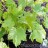 Клен остролистный, местная пестролистная форма, Acer platanoides variegatum - Клен остролистный, местная пестролистная форма, Acer platanoides variegatum