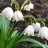 Белоцветник весенний,  Leucojum vernum - Белоцветник весенний,  Leucojum vernum, цветы.