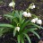 Белоцветник весенний,  Leucojum vernum - Белоцветник весенний,  Leucojum vernum